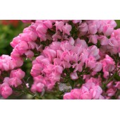 Флокс Phlox Бутоник